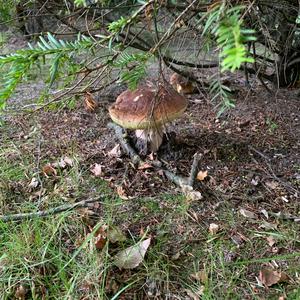 King Bolete