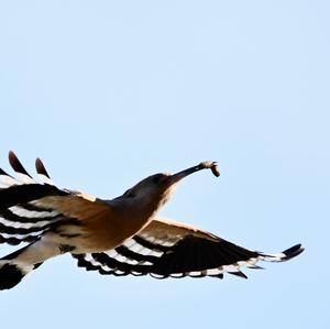 Eurasian Hoopoe