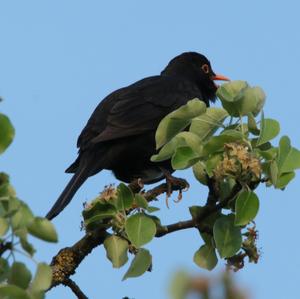 Eurasian Blackbird