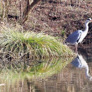 Grey Heron