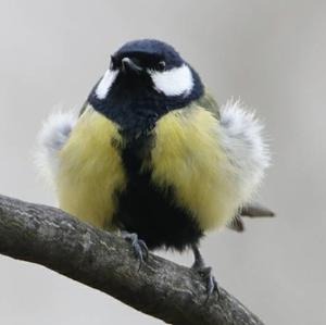 Great Tit