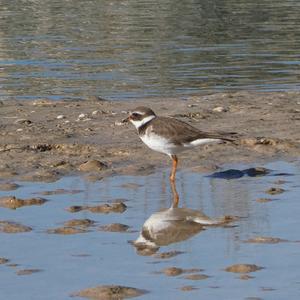 Common Ringed Plover