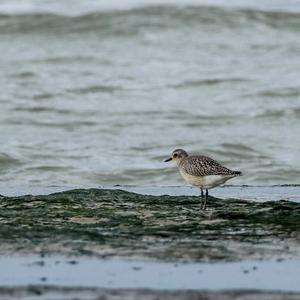 Grey Plover