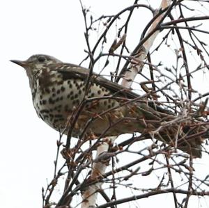 Mistle Thrush