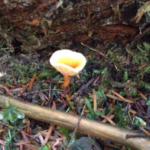 False Chanterelle