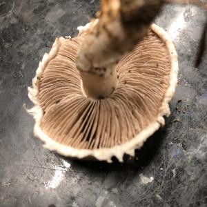 Meadow Agaric