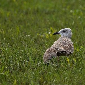 Great Black-backed Gull