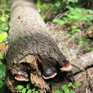 Red-belted Polypore