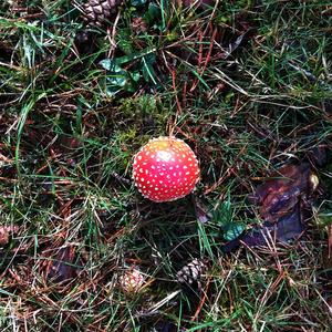 Fly Agaric