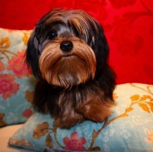 Yorkshire Terrier