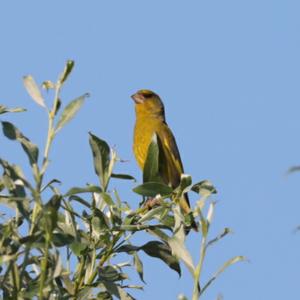 European Greenfinch