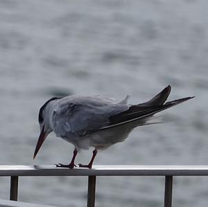 Arctic Tern