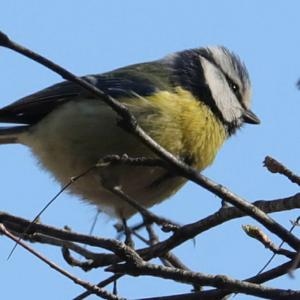 Blue Tit