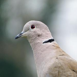 Eurasian Collared-dove