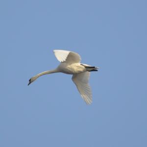 Mute Swan