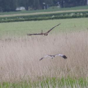 Western Marsh-harrier