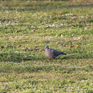 Common Wood-pigeon