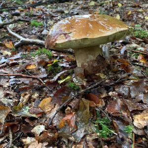 King Bolete