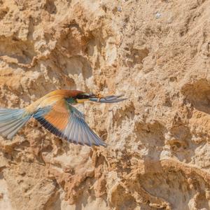 European Bee-eater