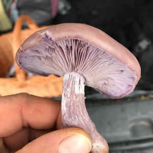 Wood Blewit