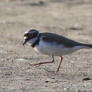 Little Ringed Plover