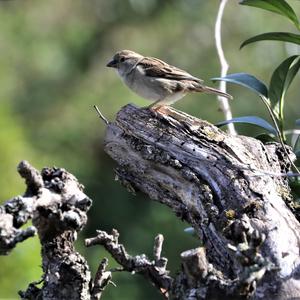 House Sparrow