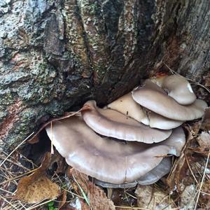 Oyster Mushroom