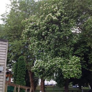 Catalpa (Southern)