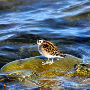 Red-necked Phalarope