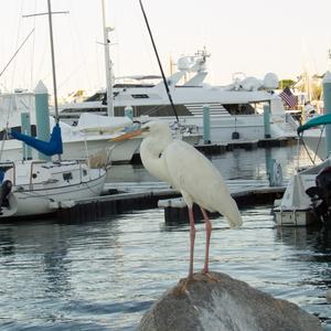 Great Egret