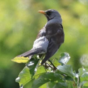 Fieldfare