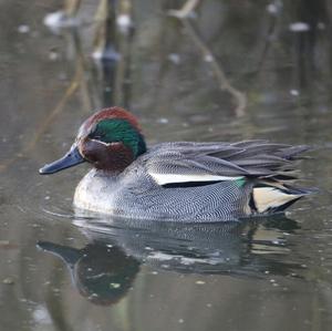 Common Teal