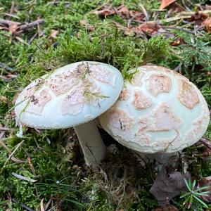 Citron Amanita