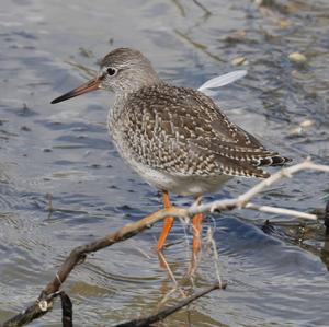 Common Redshank