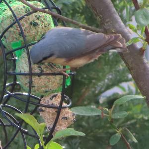 Wood Nuthatch