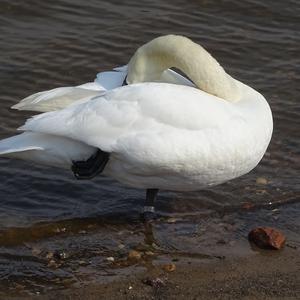 Mute Swan