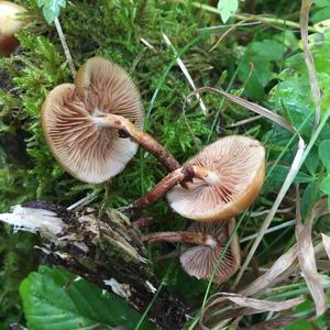 Changing Pholiota