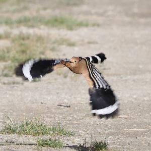 Eurasian Hoopoe