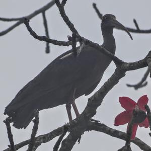 Red-naped Ibis