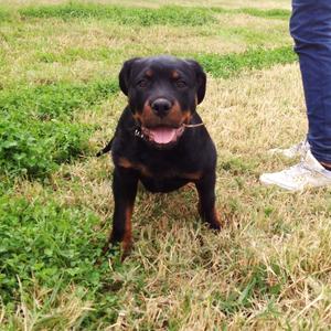 Rottweiler