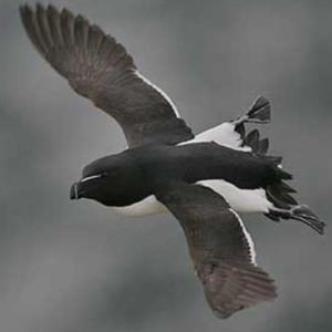 Razorbill