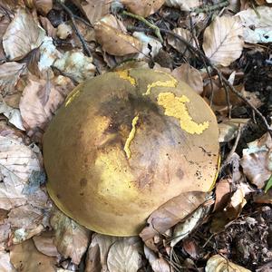 Dotted-stem Bolete