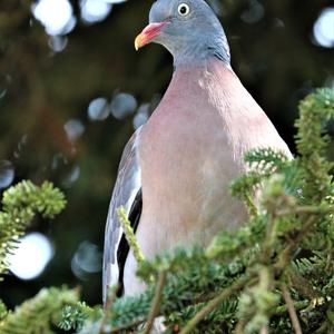 Common Wood-pigeon