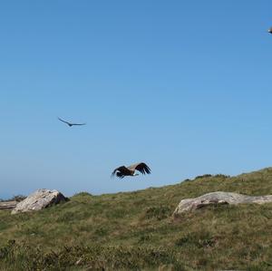 Griffon Vulture