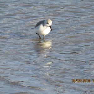 Sanderling