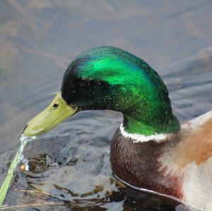 Mallard