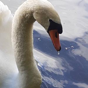 Mute Swan