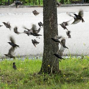 Common Starling