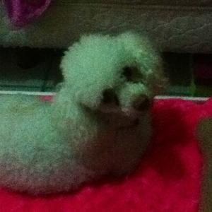 Poodle (Miniature)