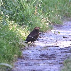 Eurasian Blackbird